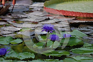 Blue Lotus Water Lily Garden