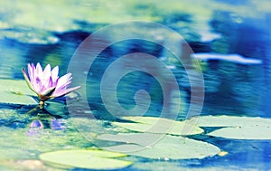 Blue Lotus Water Lily Nymphaea nouchali