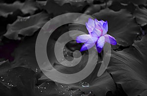 Blue lotus with waterdrop