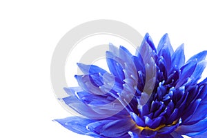 Blue lotus on white background