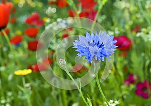 Blue love-in-a-mist or nigella damascena flower