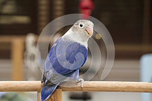 Blue lovebird sitting on the perch in the house