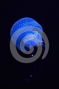 Blue luminescence of jellyfish floating in the dark depths of the sea