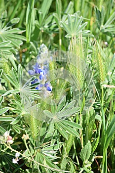 Blue lupin in a field of green