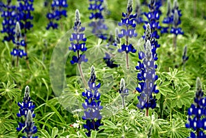 Blue Lupin flowers