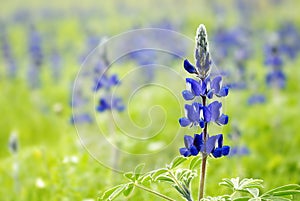 Blue Lupin flowers