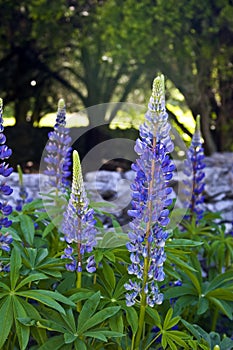 Blue Lupine photo