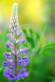 BLue lupine a beautiful wild flower