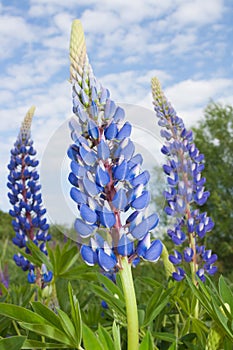 Blue lupine flowers on a summer meadow on a sky background