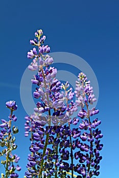 Blue lupines