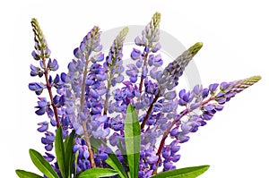 Blue lupines