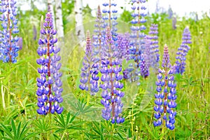 Blue lupines (Lupinus polyphyllus)