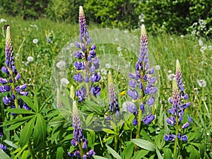 Blue lupines in a summer field