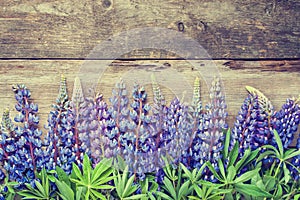 Blue lupines on wooden background.