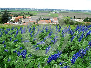 Blue lupins in front of an Israeli village