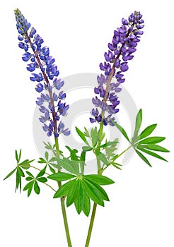 Blue lupinus flower