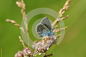 Blue lycaenidae butterfly on the meadow wildplant