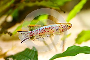 Blue Lyretail Killi Fish killifish Fundulopanchax gardneri Aquarium fish photo