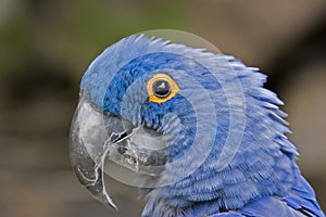 Blue Macaw