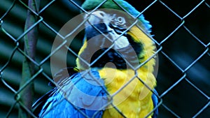 Blue Macaw