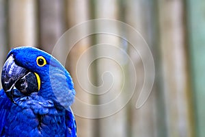 Blue Macaw photo
