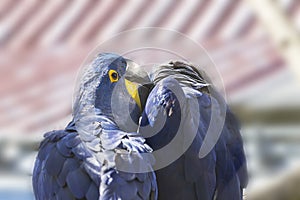 The blue macaw Ara hyacinth has an open beak