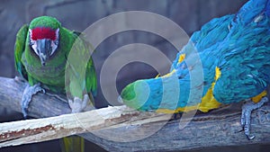 Blue macaw ara parrot with a huge beak sit on branch and gnaws a branch with its beak