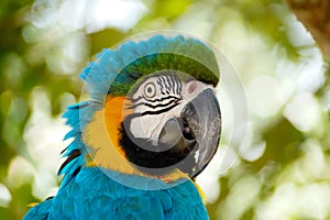 Blue Macaw bird