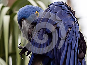 Blue Macaw bird sitting in a tree posing