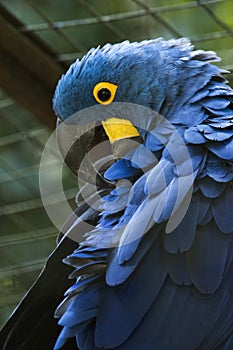 Blue macaw in a brazilian park - arara azul