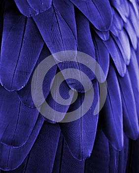 Blue Macaw Feathers