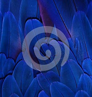 Blue Macaw Feathers