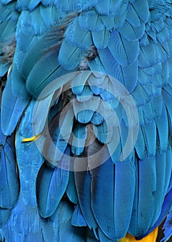 Blue Macaw Feathers