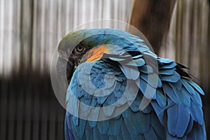 Blue macaw head