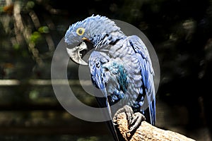 Blue Macaw or Hyacinth Macaw Anodorhynchus hyacinthinus perching on a branch