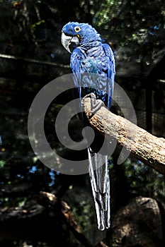 Blue Macaw or Hyacinth Macaw Anodorhynchus hyacinthinus perching on a branch