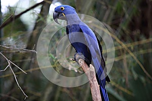 Blue macaw over a branch photo