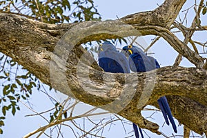 Blue Macaw in Pantanal photo
