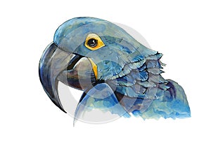 Blue macaw parrot watercolor illustration. Hand drawn animal realistic portrait. Tropical exotic blue bird close up