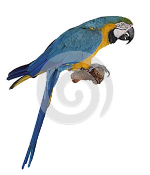 Blue Parrot