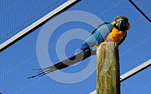 Blue Macaw Parrot on a wood perch - South Lakes Zoo