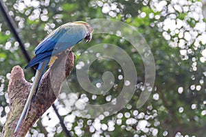 Blue macaw parrots bird on a tree branch