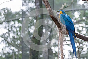 Blue macaw parrots bird on a tree branch