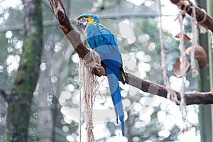Blue macaw parrots bird on a tree branch