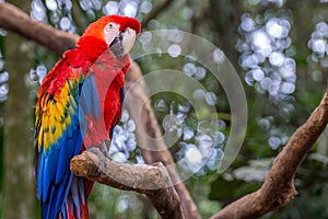 Blue macaw parrots bird on a tree branch