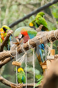 Blue macaw parrots bird on a tree branch