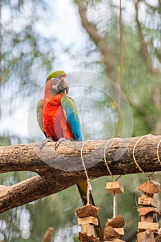 Blue macaw parrots bird on a tree branch