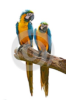 Blue macaw parrots