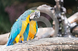 Blue macaw parrots stand on branch