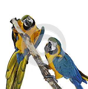 Blue Macaw Parrots